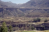 The Colca Valley is one of the most intensively terraced regions in the Andes